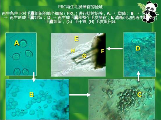 mg冰球突破豪华版(试玩)官方网站