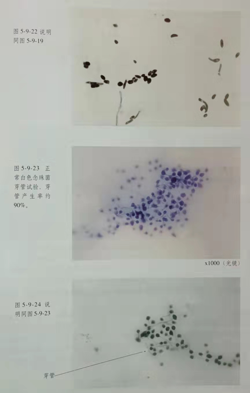 mg冰球突破豪华版(试玩)官方网站