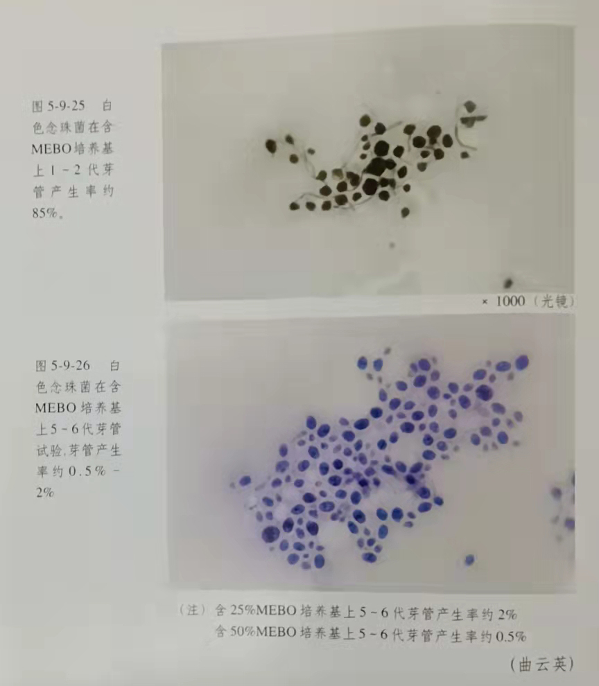 mg冰球突破豪华版(试玩)官方网站