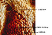 mg冰球突破豪华版(试玩)官方网站